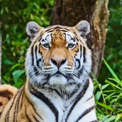 Zoo de la palmyre