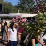 Marché des Marthes du séjour adapté la Palmyre