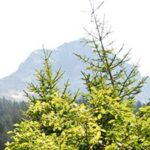 L&rsquo;été à la montagne !