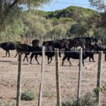 Petite Camargue, grand confort