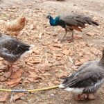 Séjour de répit Clef en Main : Un air de Polynésie dans le Périgord