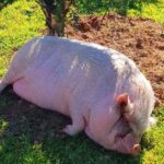 Séjour de répit Clef en Main : Un air de Polynésie dans le Périgord