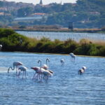 Eaux cristallines et flamands roses