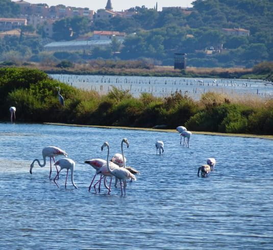 Eaux cristallines et flamands roses