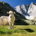 Nature et balnéo dans les Pyrénées